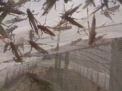 耐腐蚀蚂蚱网志广丝网厂直接定做各种养殖网棚