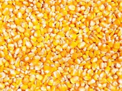 企业长期采购玉米