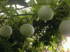 鸡蛋葫芦种子 观赏葫芦种子新品种