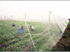 厂家直销加厚耐用绿色蔬菜覆盖网棚聚乙烯蔬菜防虫网