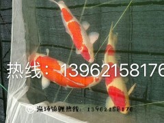 苏州渔乐日本锦鲤养殖场