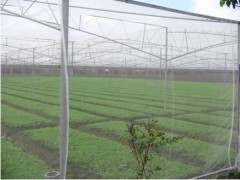 厂家直销耐氧化抗腐蚀无毒无害聚乙烯蔬菜防虫网