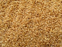 企业大批量采购小麦