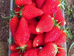 甜查理草莓苗哪里有  草莓苗品种 草莓采摘