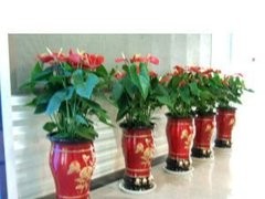 北京花卉租摆公司