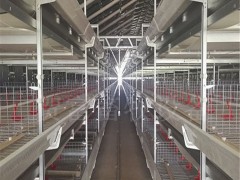 养鸭设备 德州全自动肉鸭笼养设备厂家 层叠式三层肉鸭笼图片