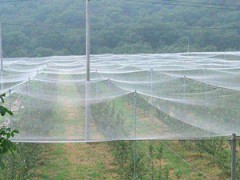 加宽的4米的大宽幅的脐橙防虫网直销的网子耐氧化