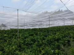 全新料的丝网耐氧化结实的丝网直供4米大宽幅果树网