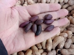 黑花生种子紫油菜种子