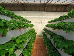 河北草莓立体种植槽价格合理的生产厂家