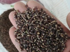 黑小麦种子 黑小麦种子黑小麦种子黑小麦种子