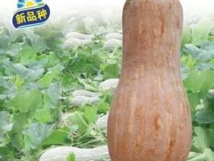 盒装蜜本日本南瓜种子盒装种子种植技术