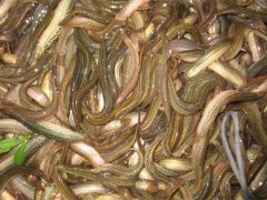 新手养殖泥鳅怎么养丨湖北锦亿丰瑞生态农业发展有限公司
