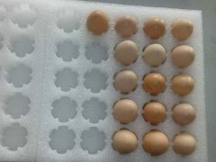 肃宁珍珠棉周边鸡蛋托定制厂家