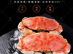 珍宝蟹即食 面包蟹鲜活熟冻超大 海鲜螃蟹 黄金蟹 海蟹