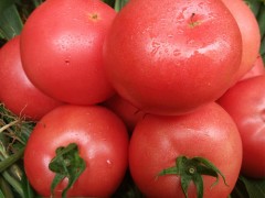 大量长期供应西红柿、圣女果、刺黄瓜