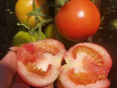 云南大量原生态西红柿大量供应上市