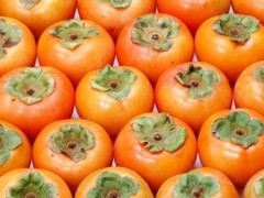 柿子水果供应